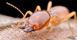 Termite Control