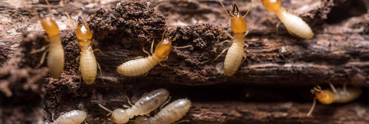 Termite Control In Lahore Services