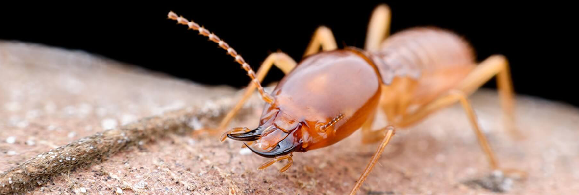 Termite Control in Lahore