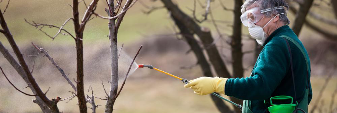 Termite Control in Lahore