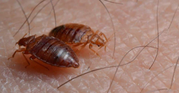 Bed Bugs Treatment