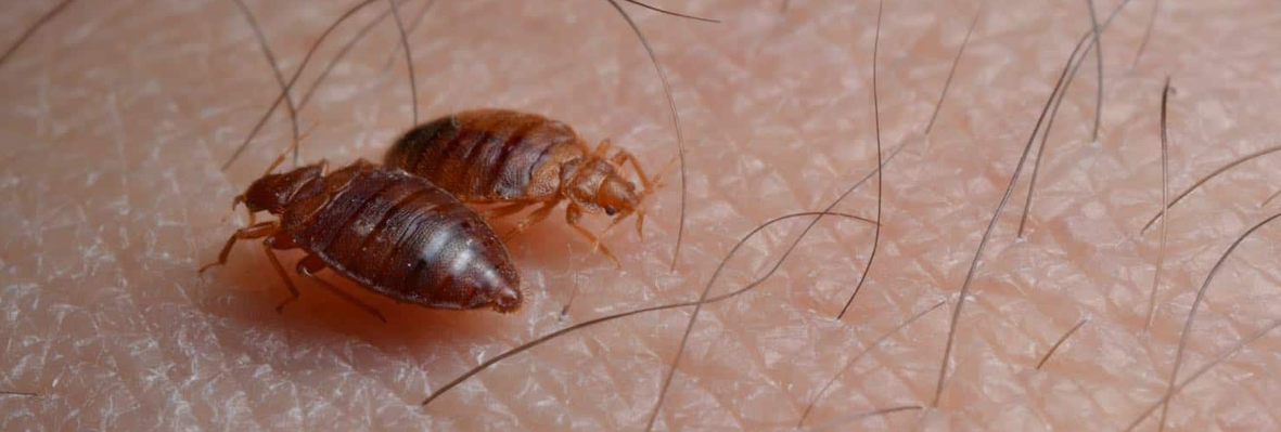 Bed Bugs Treatment in Lahore