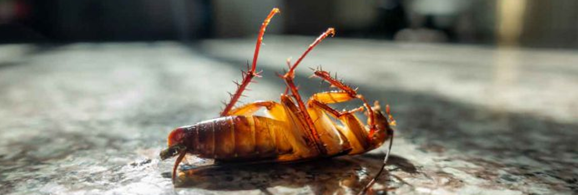 Cockroach Control in Lahore