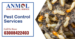 Gallery Tahir Termite Service Service