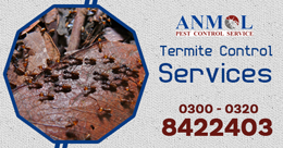 Gallery Tahir Termite Service Service