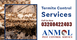 Gallery Tahir Termite Service Service