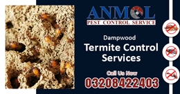 Gallery Tahir Termite Service Service