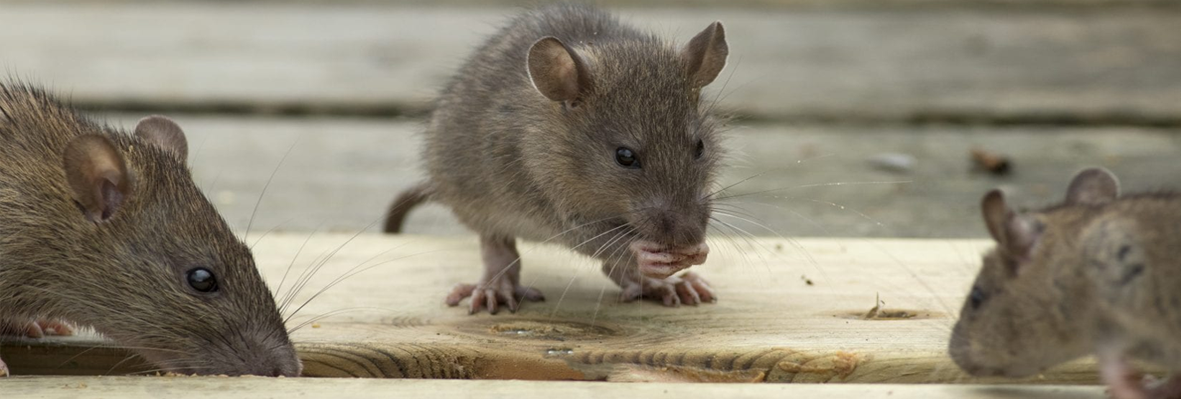 Rodents Control in Lahore