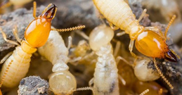 Termite Treatment